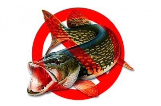 На водоёмах Соликамского округа и Чердынского района будет запрещена рыбалка